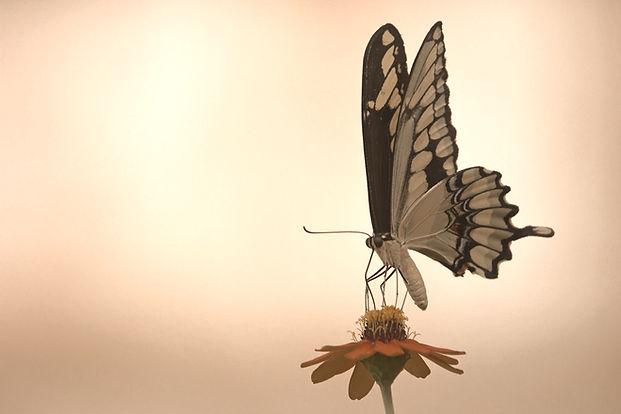 Butterfly on Flower_edited.jpg