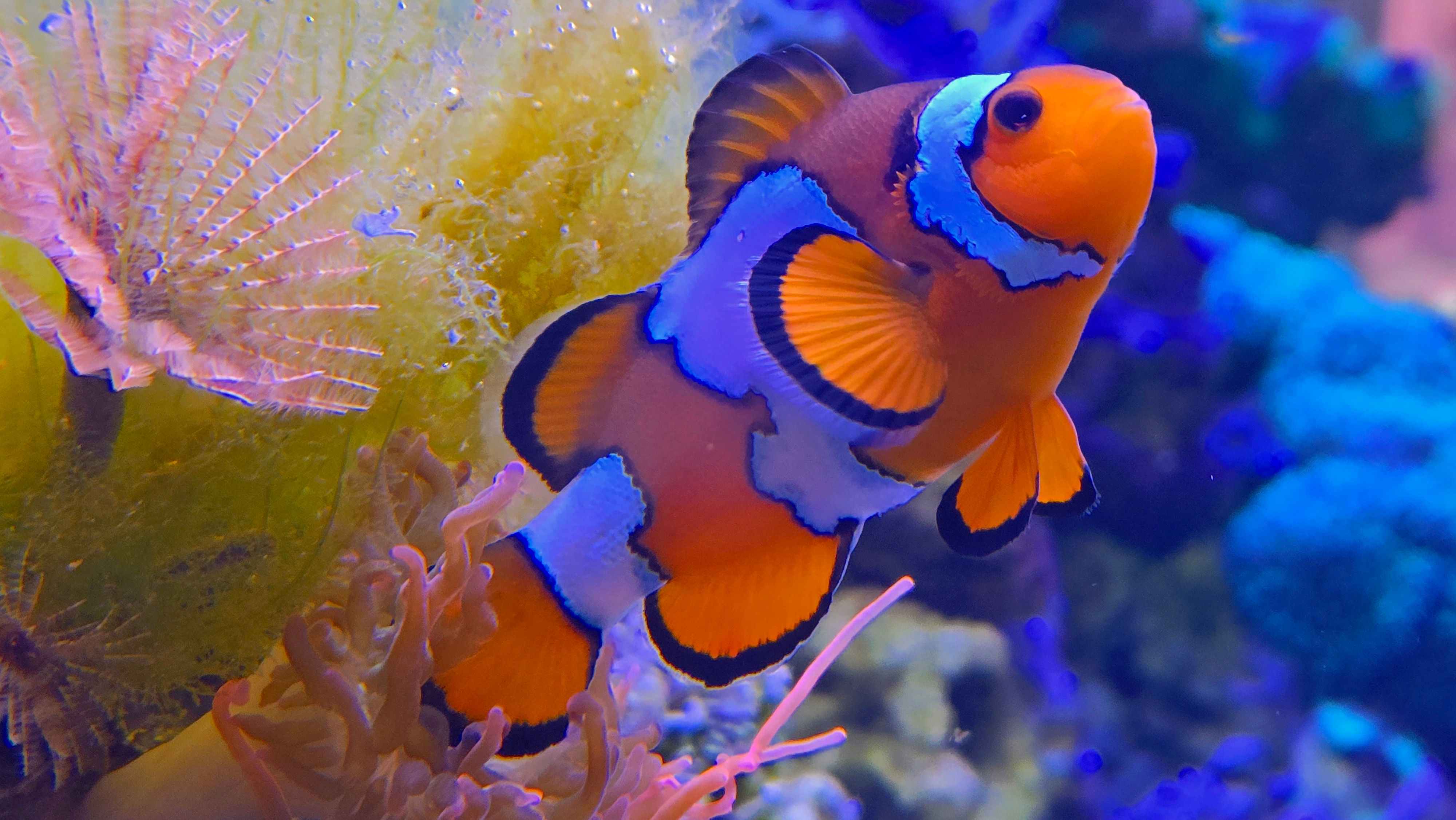 Snowflake Clownfish  (CB)