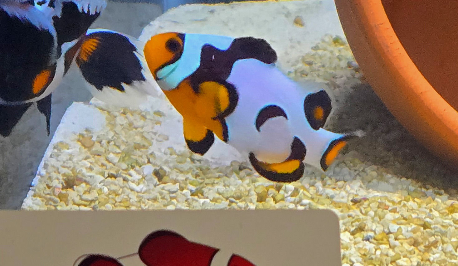Davinci Clownfish  (CB)