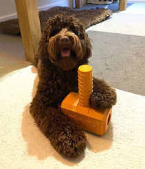 Australian Labradoodles love helping around the house