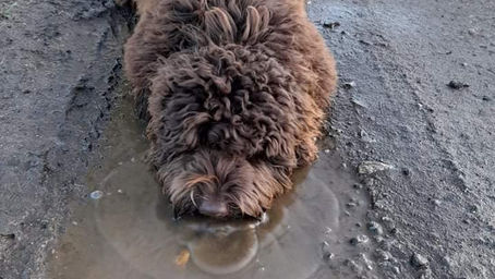 Douglas The Mud loving Australian Labradoodle