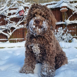 Marley the Australian Labradoodle 