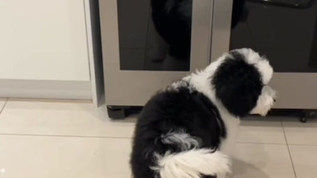 Australian Labradoodles are very funny