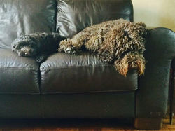 Churchills Australian Labradoodles,