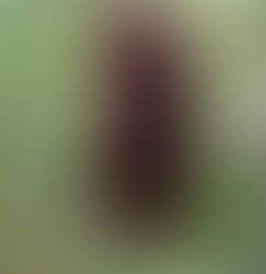 Meet Agetha The Chocolate Australian Labradoodle