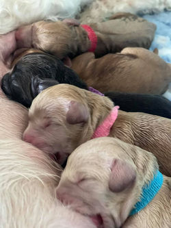 Australian Labradoodles