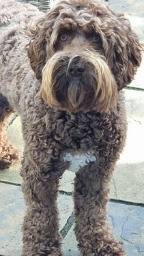 Australian Labradoodle have such human faces, minus the mud!