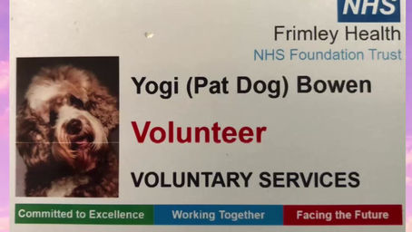 A day in the life of Churchills Yogi Bear, the therapy Dog