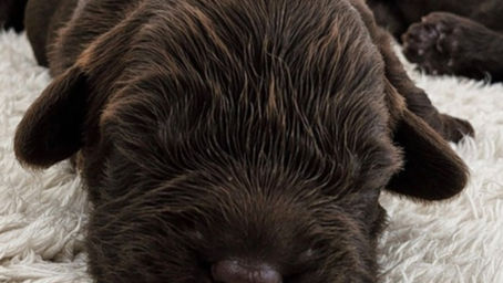 6 day old cute Australian Labradoodle Puppies