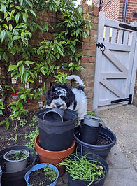 Black and White Australian Labradoodle