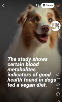What do you think about dogs being Vegan?