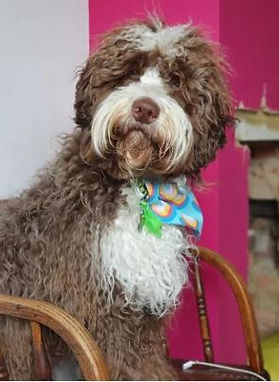 Australian Labradoodle Breeder UK