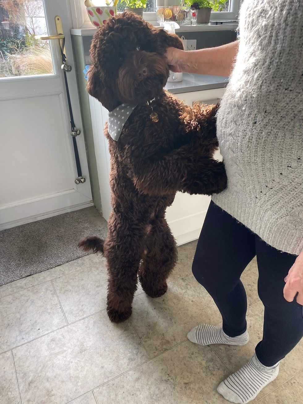 Australian Labradoodle Leopold Jerry Hunn aka Cheeky Boy!