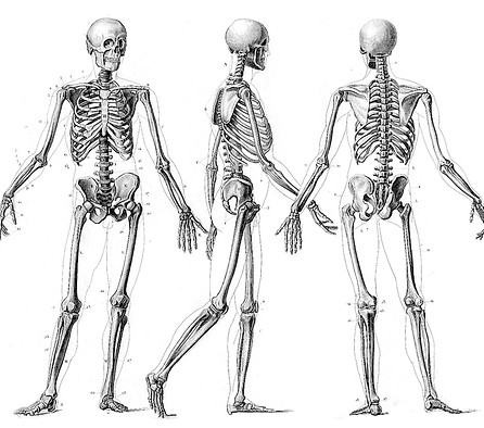 skeleton_edited_edited_edited.jpg