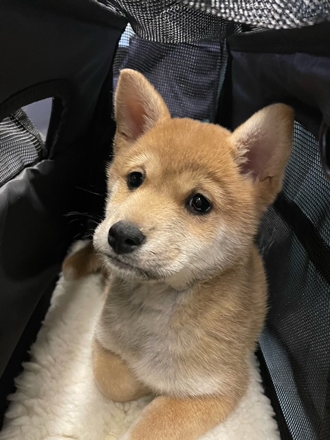 Dog