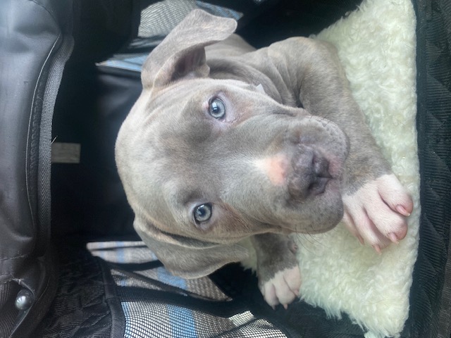 Dog