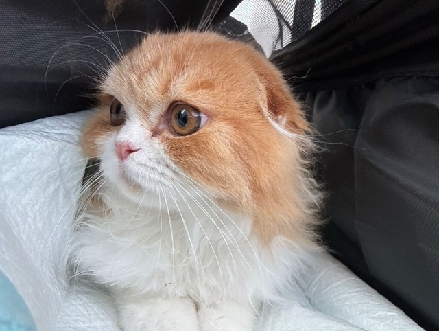 Kitten
