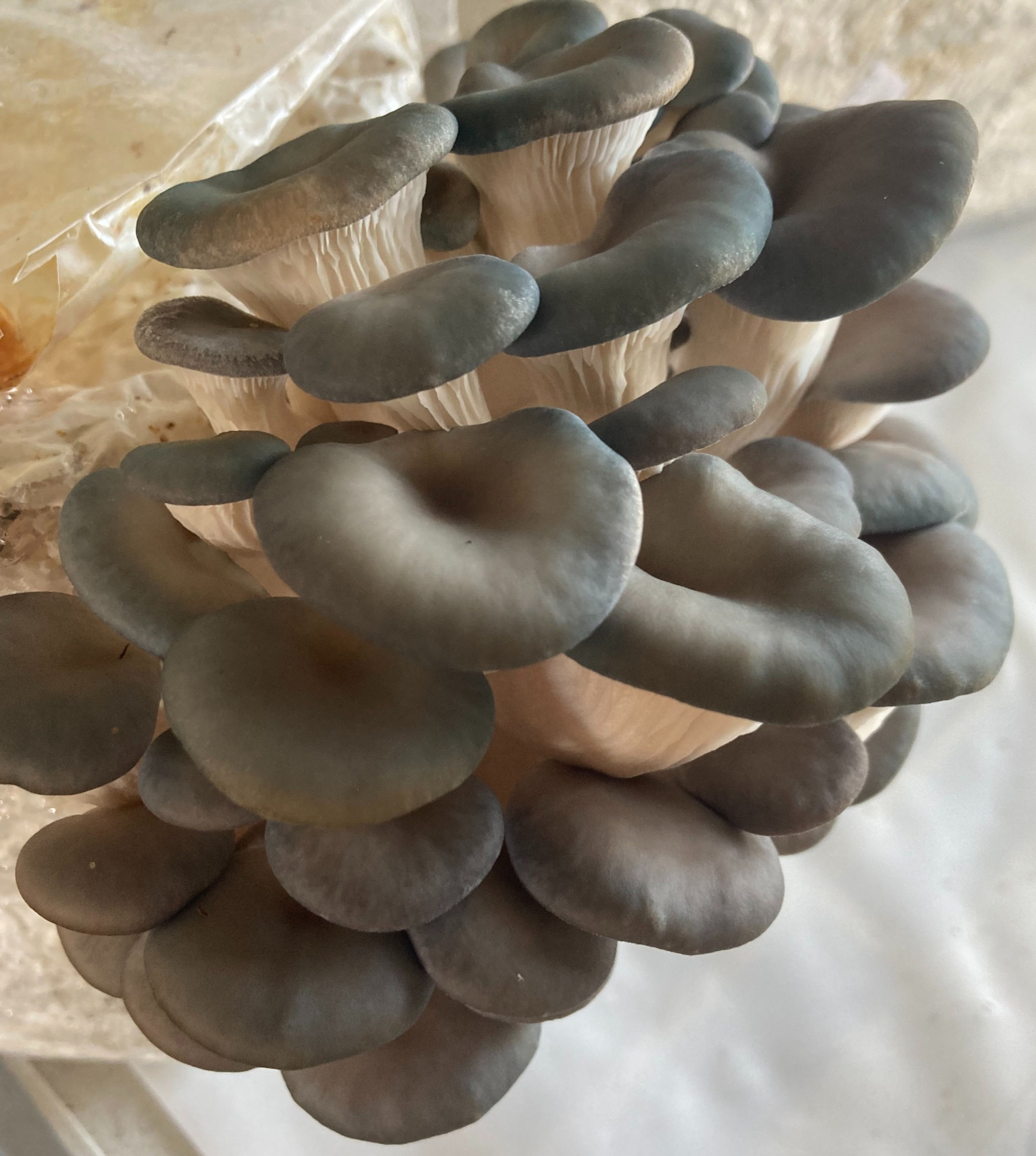 Oyster Mushroom