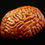 Thumbnail: Human Brain