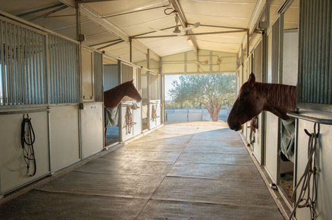 two horses in their pens looking out throughout the barn