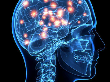 brain.jpeg