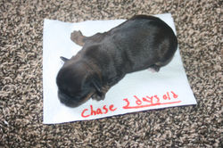 Chase 3 days old!!