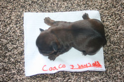 Cacao 3 days old!!