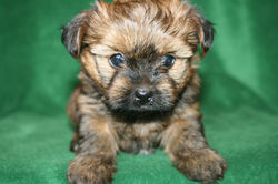 Puppies 007