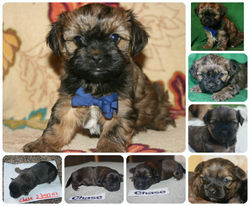 chase collage