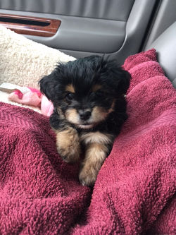 Gia in her new Bed!