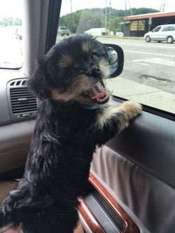 Gia's 2nd car ride!