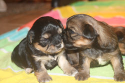 Puppies 036