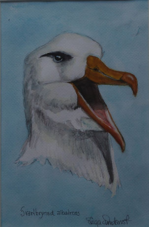 Albatross 1_edited.jpg