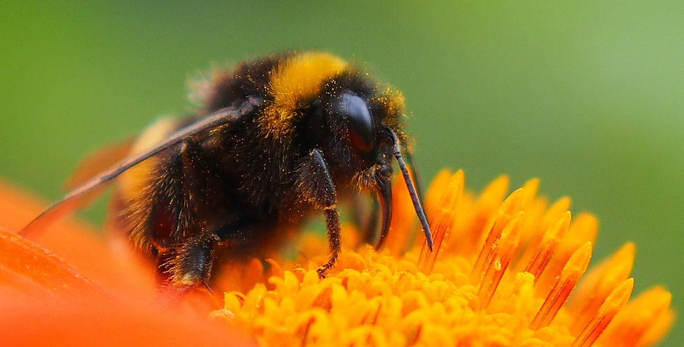 Bumblebee_(44663256).jpeg