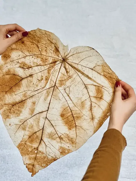 feuille morte en forme de coeur