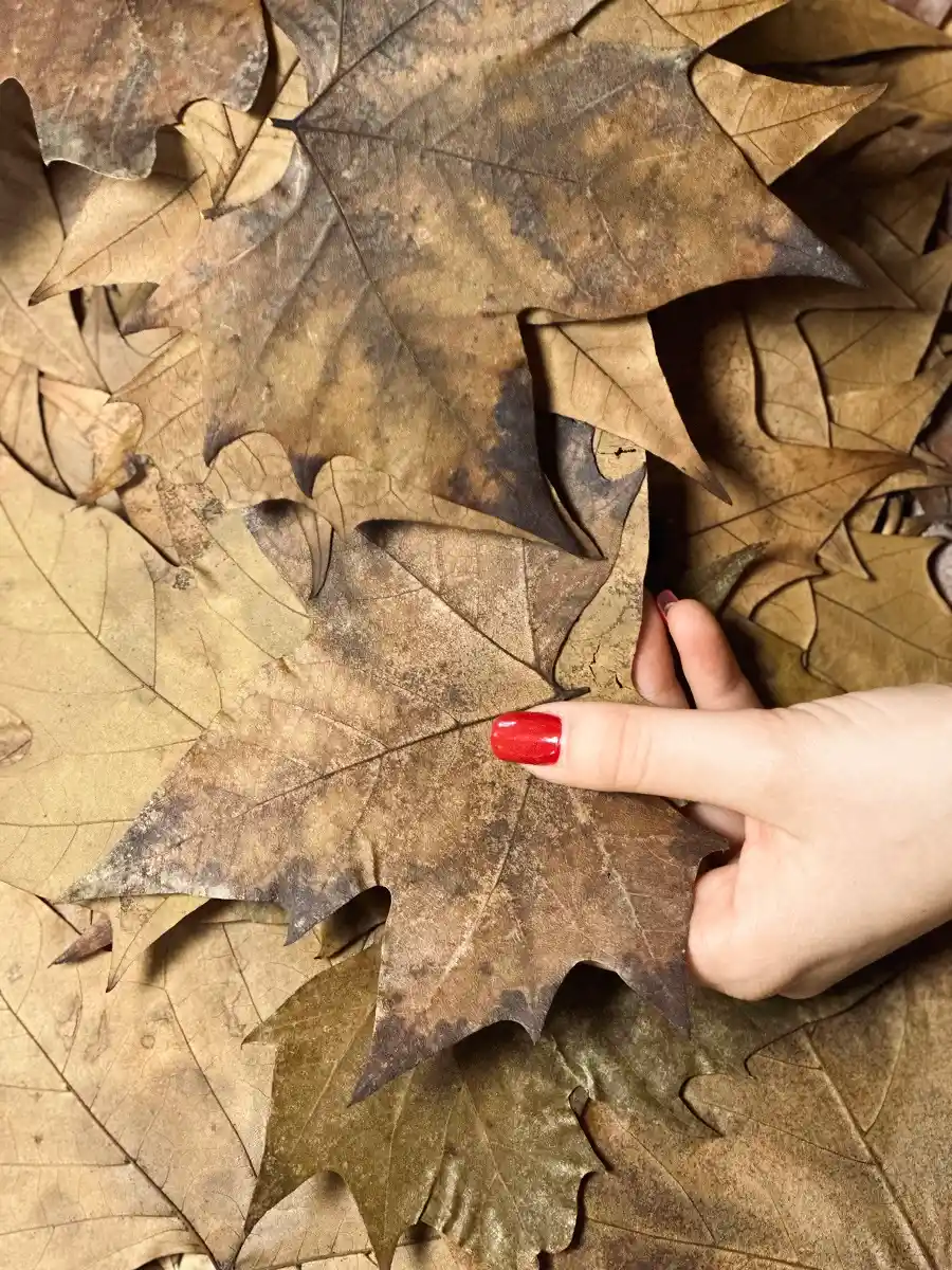 Alyssa Jos recolte feuilles platane