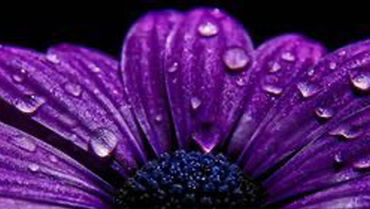 fiore viola