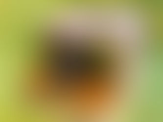 プレゼントアート展やります。