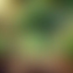 Benno Brokkoli – Der grüne Muskelheld aus dem Knabbergarten! 🥦