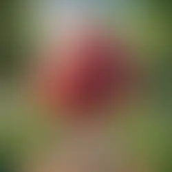 Anton Apfel der starke Held aus dem Knabbergarten
