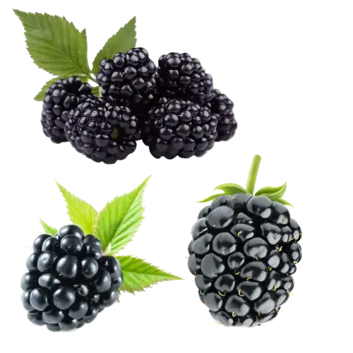 Reife schwarze Brombeeren