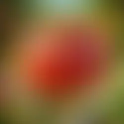 Illustration einer kindlichen Tomate aus dem Knabbergarten