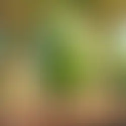 Konsti Kaktusfeige erklärt Kinder alles zum Thema Kaktusfeigen
