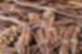 Sirop de Réglisse