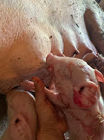 Image (7).jpeg