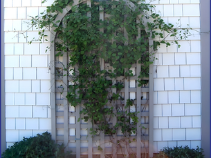 Curved Top Trellis Designs for Massachusetts Homes and Gardens