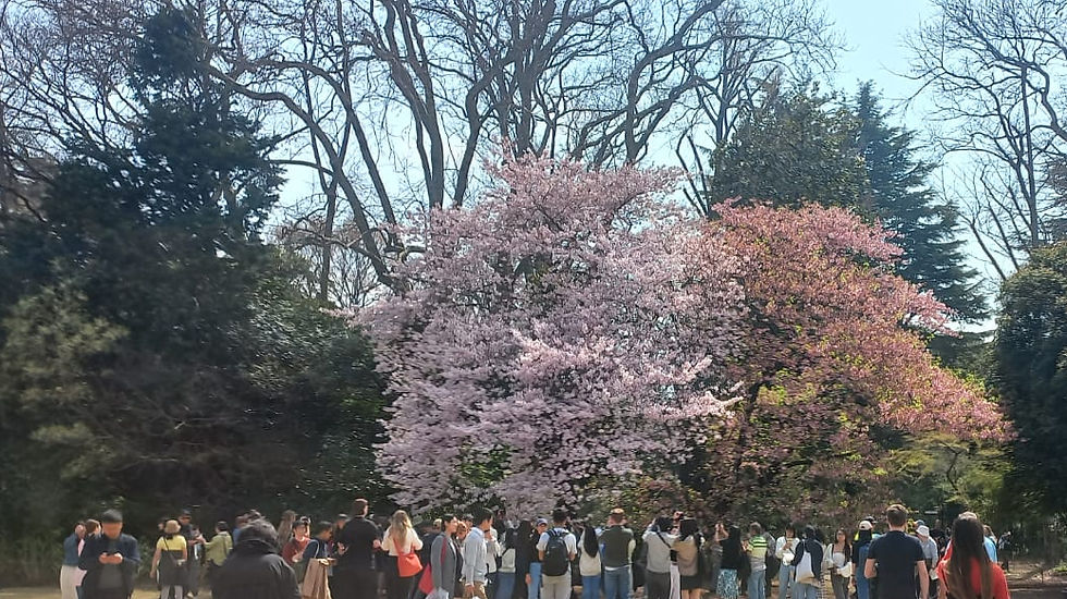 Tóquio/Japão: quando as cerejeiras florescem