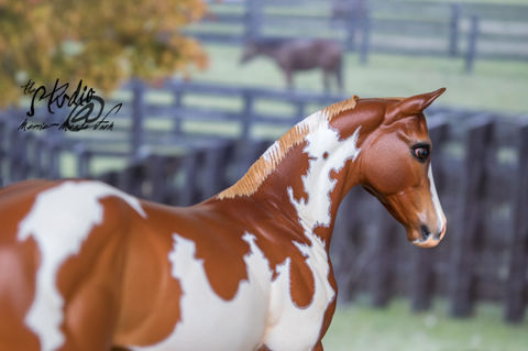 Chestnut Overo Paint Parrs Dream Doll resin model horse sculpted by Carol Williams,  painted by Amanda Dionne