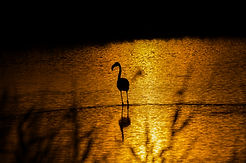 365A7654-2.jpg