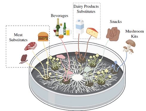 adaptogenic mushrooms
